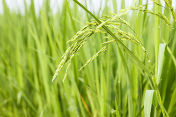 rice field in north Thailand, nature food landscape background
