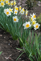 Fototapeta premium Ukośny rząd białych narcyzów na wiosnę