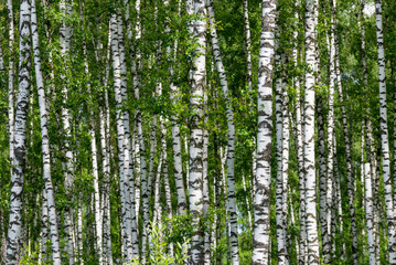 Fototapeta premium Naturalne tło jak brzoza