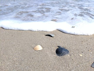 Shells on the beach