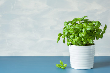 fresh basi herb in pot