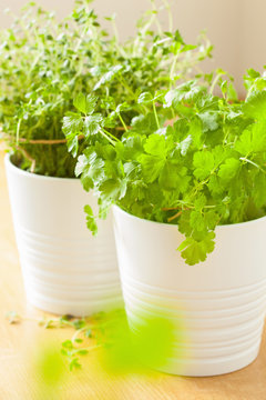 fresh cilantro and thyme herbs in white pots