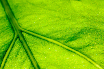 Macro photograph of the leaf of a Taro or Yam of the Canary Islands, with selective focus and...