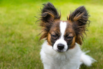 Beautiful young papillon dog outside