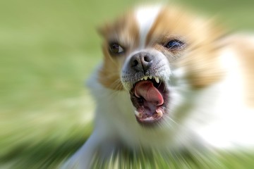 Extrem aggressiver und bissiger Hund Chihuahua