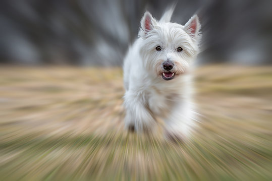 Westi - West Highland White Terrier rennt schnell &uuml;ber eine Wiese