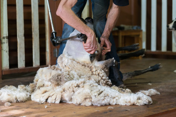 Hands of man sheaving wool from sheep - shearing sheep for wool in barn 