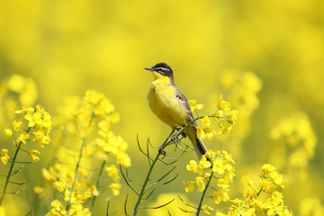Yellow wagtail