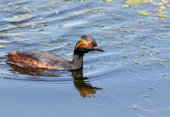 Black necked grebe