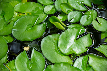 Lotus leaves on the pond