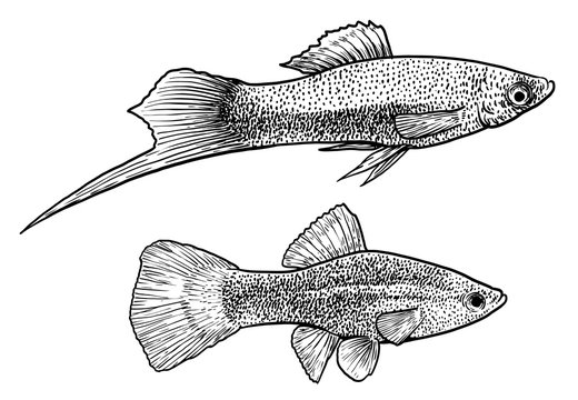 Swordtail fish illustration, drawing, engraving, ink, line art, vector