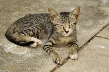 Image of a lovely cat. Pet Animal.