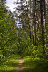 Fototapeta premium Лесная тропинка. Солнечный летний день.