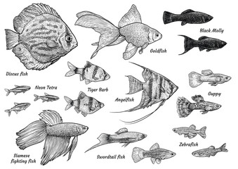 Obraz premium Collection of aquarium fish illustration, drawing, engraving, ink, line art, vector