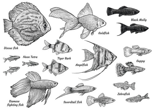 Collection of aquarium fish illustration, drawing, engraving, ink, line art, vector