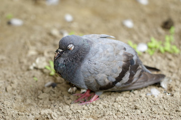 Image of dove standing on the ground. Animal
