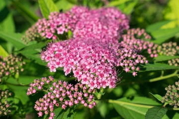 Fototapeta premium Summer flowers. Colorful background. Summer nature