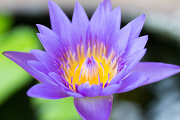 Lotus Flower : 蓮華