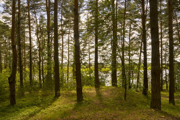 Fototapeta premium Летний день в лесу.