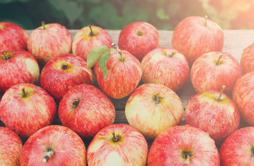 Fototapeta na wymiar Sweet fresh ripe red apple harvest background