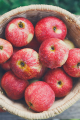 Basket with apples harvest on grass in garden, top view