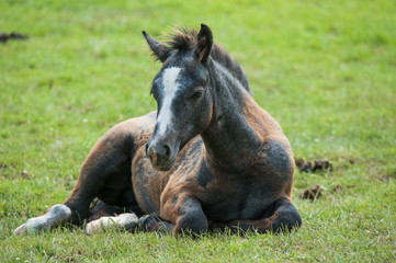 Fototapeta premium Young brown horse foal resting in the grassland