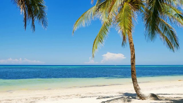 Peaceful tropical beach and palm tree