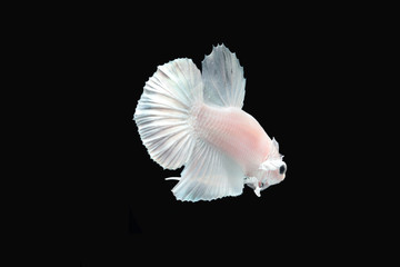 White platinum Fighting fish.