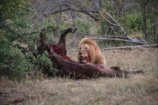 Male Lion eating it's kill