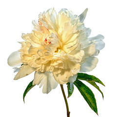 white peony flower isolated on white background © elen31