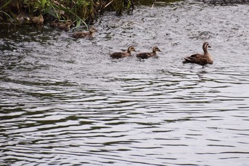 カルガモの親子