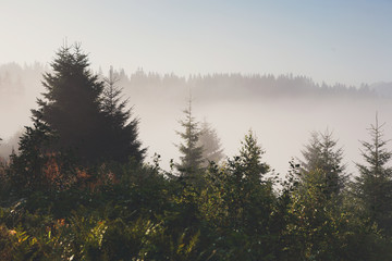 Evergreen forest overview, landscape background