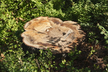 abgesägter Baumstamm im Wald