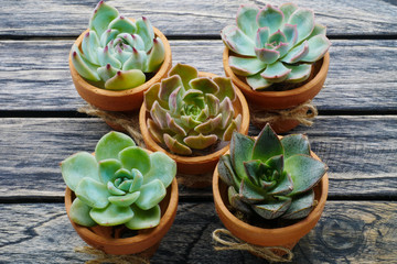 Green succulent plant in pots on wooden background