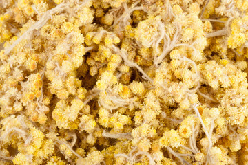 Dried Helichrysum or immortelle flowers isolated on white background