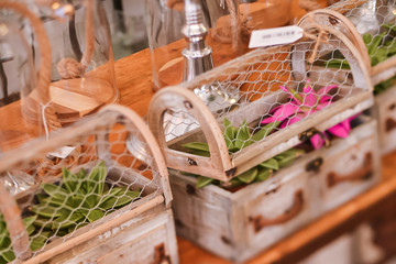 Fototapeta na wymiar Close-up of green plants in a wooden box