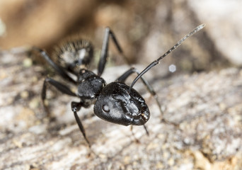 big forest ants on old wood