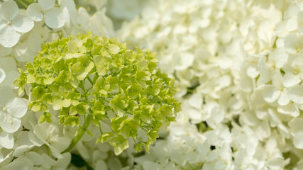 Hydrangea