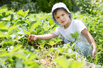  adorable little boy picking strawberries on organic berry farm in summer. Funny child having fun with helping. 