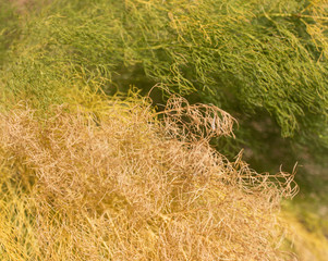 Dry grass as background