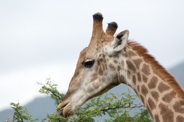 A young giraffe browsing new leaves on an acacia thorn tree in the Zebra Hills private game reserve in Hluhluwe, South Africa.