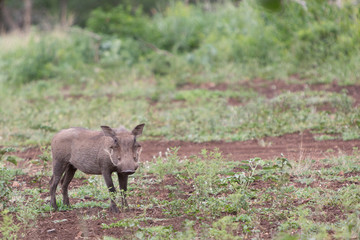 A young warthog standing in the grass near a road in the Zebra Hills private game reserve in Hluhluwe, South Africa.