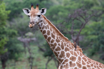 A giraffe with a red billed oxpecker stands amongst the trees in the Zebra Hills private game reserve in Hluhluwe, South Africa.