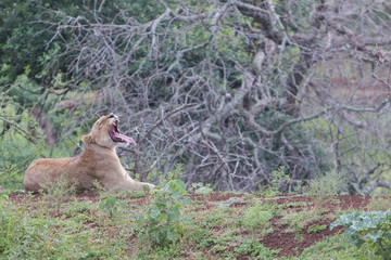 A lioness has a huge yawn in the bushveld in Zebra Hills private game reserve in Hluhluwe, South Africa