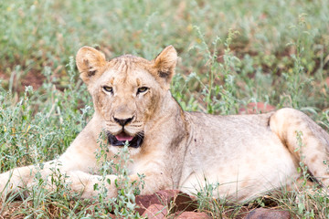 A lioness relaxing in the grass in the Zebra Hills private game reserve in Hluhluwe, South Africa.