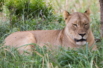 A lioness relaxing in the grass in the Zebra Hills private game reserve in Hluhluwe, South Africa.