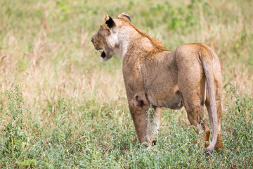 Naklejka na ściany i meble A lioness investigates potential prey in the grass in the Zebra Hills private game reserve in Hluhluwe, South Africa.