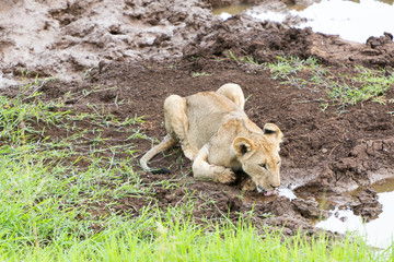 A lioness taking a drink of water in the Zebra Hills private game reserve in Hluhluwe, South Africa.