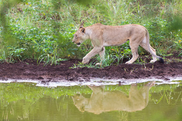 A lioness walking along a riverbank in the Zebra Hills private game reserve in Hluhluwe, South Africa.