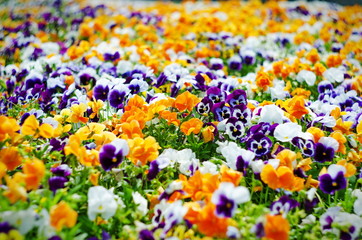 background of summer flowers, meadow of vivid pansies (violas), selective focus, shallow depth of field